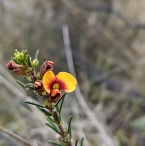 Dillwynia sericea at Majura, ACT - 25 Aug 2021 03:52 PM