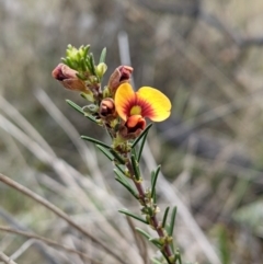 Dillwynia sericea at Majura, ACT - 25 Aug 2021