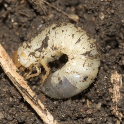 Scarabaeidae (family) (Scarab beetle, curl grub) at Higgins, ACT - 25 Aug 2021 by AlisonMilton