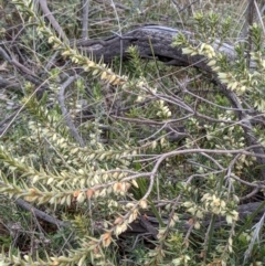 Melichrus urceolatus (Urn Heath) at Majura, ACT - 25 Aug 2021 by abread111