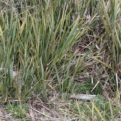 Dianella revoluta (Black-Anther Flax Lily) at Majura, ACT - 25 Aug 2021 by abread111