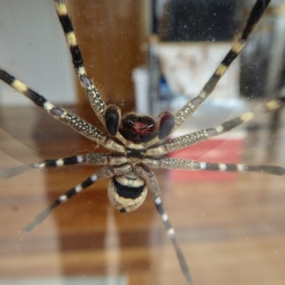 Neosparassus calligaster (Beautiful Badge Huntsman) at Yass River, NSW - 25 Aug 2021 by SenexRugosus