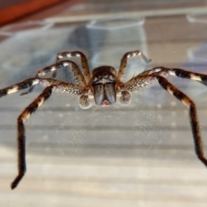 Neosparassus calligaster at Yass River, NSW - 25 Aug 2021