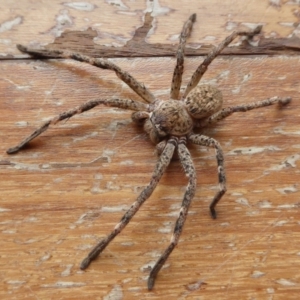 Neosparassus calligaster at Yass River, NSW - 25 Aug 2021