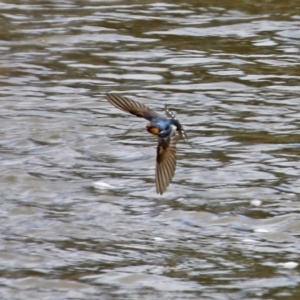 Hirundo neoxena at Gordon, ACT - 25 Aug 2021 01:21 PM