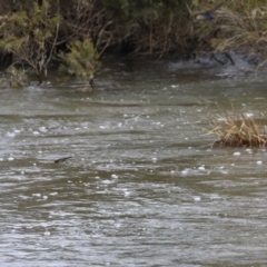 Hirundo neoxena at Gordon, ACT - 25 Aug 2021 01:21 PM