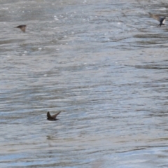 Hirundo neoxena at Gordon, ACT - 25 Aug 2021 01:21 PM