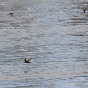 Hirundo neoxena at Gordon, ACT - 25 Aug 2021