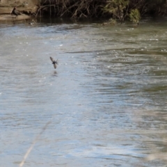 Hirundo neoxena at Gordon, ACT - 25 Aug 2021 01:21 PM