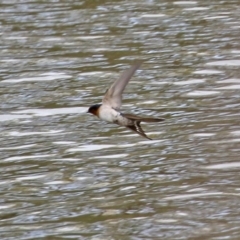 Hirundo neoxena at Gordon, ACT - 25 Aug 2021 01:21 PM