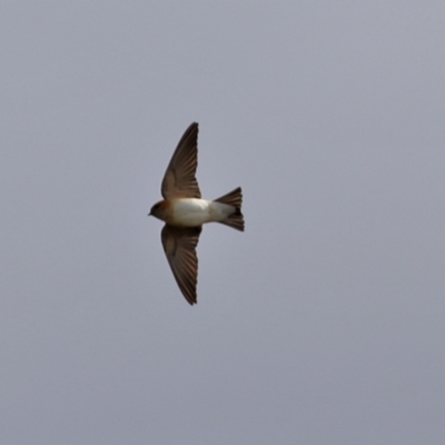 Petrochelidon ariel (Fairy Martin) at Gordon, ACT - 25 Aug 2021 by RodDeb