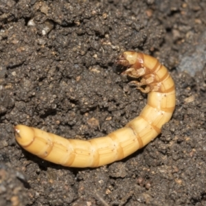 Saragus sp. (genus) at Higgins, ACT - 25 Aug 2021