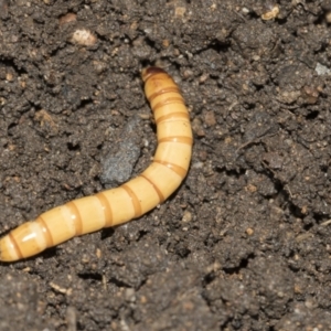 Saragus sp. (genus) at Higgins, ACT - 25 Aug 2021