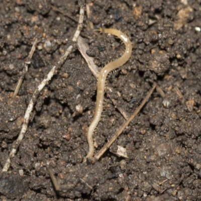 Geophilomorpha sp. (order) (Earth or soil centipede) at Higgins, ACT - 25 Aug 2021 by AlisonMilton
