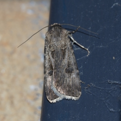 Agrotis munda (Brown Cutworm) at Higgins, ACT - 25 Aug 2021 by AlisonMilton