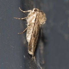 Agrotis munda at Higgins, ACT - 25 Aug 2021