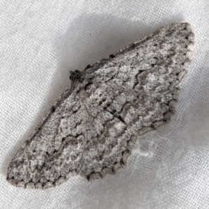 Psilosticha absorpta at Higgins, ACT - 25 Aug 2021