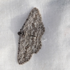 Psilosticha absorpta at Higgins, ACT - 25 Aug 2021