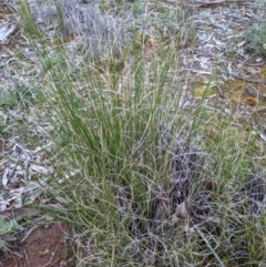 Carex bichenoviana (A Sedge ) at Majura, ACT - 25 Aug 2021 by abread111