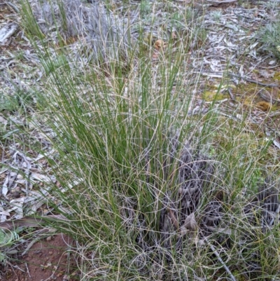 Carex bichenoviana (A Sedge ) at Mount Majura - 25 Aug 2021 by abread111