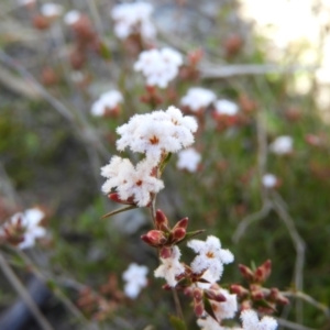 Leucopogon virgatus at Kambah, ACT - 22 Aug 2021