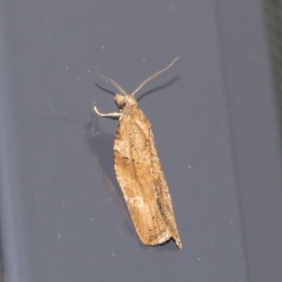 Merophyas divulsana (Lucerne Leafroller (Tortricinae, Archipini) at Higgins, ACT - 22 Aug 2021 by AlisonMilton