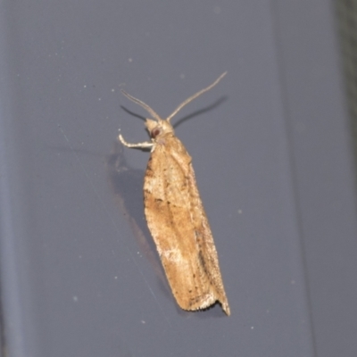 Merophyas divulsana (Lucerne Leafroller) at Higgins, ACT - 22 Aug 2021 by AlisonMilton