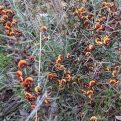 Daviesia genistifolia (Broom Bitter Pea) at Majura, ACT - 25 Aug 2021 by abread111