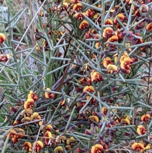 Daviesia genistifolia at Majura, ACT - 25 Aug 2021 04:03 PM