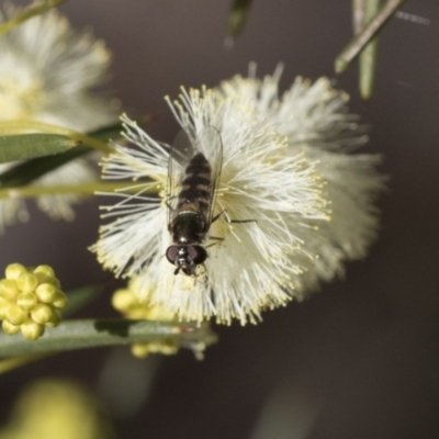 Syrphini (tribe) (Unidentified syrphine hover fly) at Bruce, ACT - 22 Jul 2021 by AlisonMilton