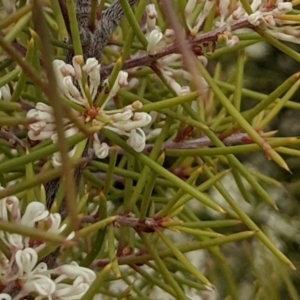 Hakea sericea at Majura, ACT - 25 Aug 2021