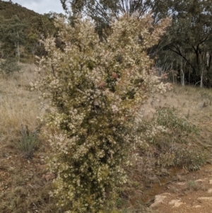 Hakea sericea at Majura, ACT - 25 Aug 2021 04:19 PM