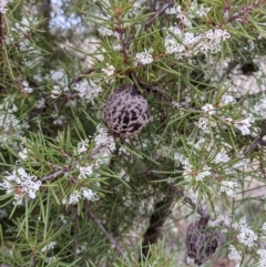 Hakea sericea at Majura, ACT - 25 Aug 2021 04:19 PM