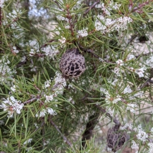 Hakea sericea at Majura, ACT - 25 Aug 2021 04:19 PM