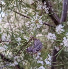 Hakea sericea at Majura, ACT - 25 Aug 2021