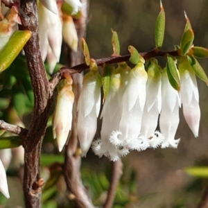 Styphelia fletcheri subsp. brevisepala at Cook, ACT - 25 Aug 2021