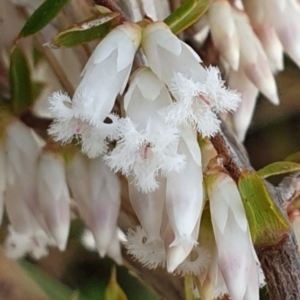 Styphelia fletcheri subsp. brevisepala at Cook, ACT - 25 Aug 2021