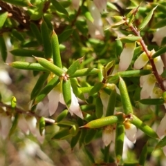 Styphelia fletcheri subsp. brevisepala at Cook, ACT - 25 Aug 2021