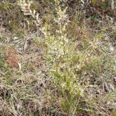 Styphelia fletcheri subsp. brevisepala at Cook, ACT - 25 Aug 2021