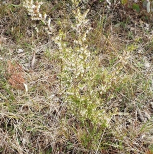 Styphelia fletcheri subsp. brevisepala at Cook, ACT - 25 Aug 2021