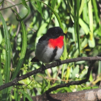 Dicaeum hirundinaceum (Mistletoebird) at Mount Hope, NSW - 24 Apr 2010 by Harrisi