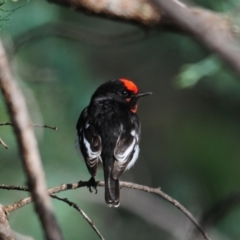 Petroica goodenovii (Red-capped Robin) at Mount Hope, NSW - 24 Apr 2010 by Harrisi