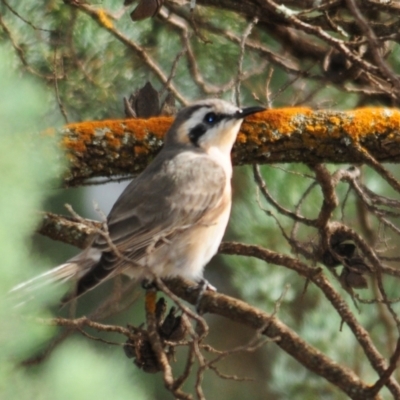 Chrysococcyx osculans (Black-eared Cuckoo) at Mount Hope, NSW - 24 Apr 2010 by Harrisi