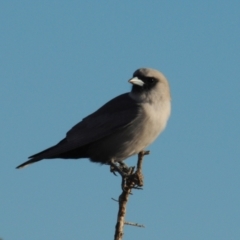 Artamus cinereus (Black-faced Woodswallow) at Wilcannia, NSW - 25 Apr 2010 by Harrisi