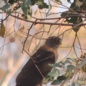 Accipiter fasciatus at Paddys River, ACT - 8 Dec 2014