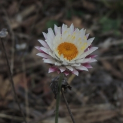 Leucochrysum albicans subsp. tricolor (Hoary Sunray) at Bungendore, NSW - 10 Jul 2021 by MichaelBedingfield