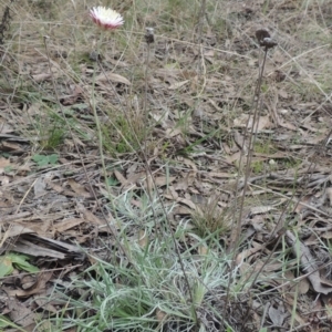 Leucochrysum albicans subsp. tricolor at Bungendore, NSW - 10 Jul 2021 02:01 PM