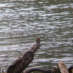 Hirundo neoxena (Welcome Swallow) at East Albury, NSW - 25 Aug 2021 by Darcy