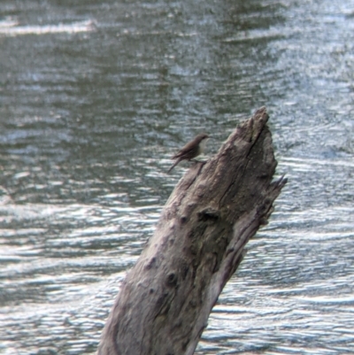 Cormobates leucophaea (White-throated Treecreeper) at East Albury, NSW - 25 Aug 2021 by Darcy