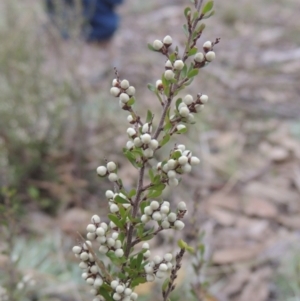 Cryptandra amara at Bungendore, NSW - 10 Jul 2021